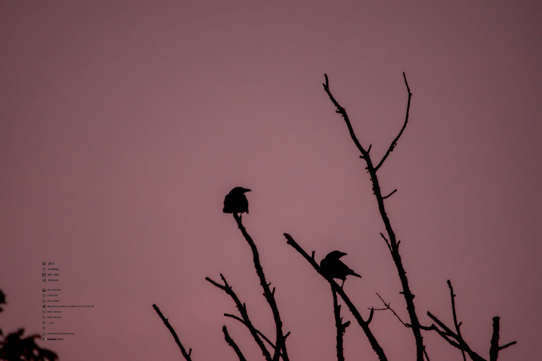 Silhouetted trees at sunset